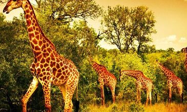 GÜNEY AFRİKA | 7 GECE | İSTANBUL ÇIKIŞ | THY