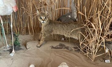 DOMATİA RUM KÖYÜ & KARİNA & ŞİRİNCE TURU 