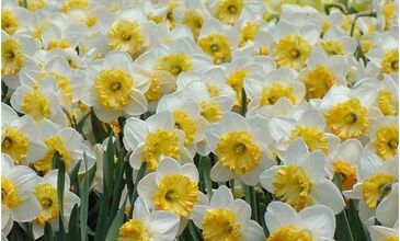 KARABURUN NERGİS ÇİÇEĞİ FESTİVALİ 