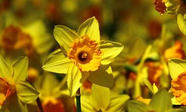 KARABURUN NERGİS ÇİÇEĞİ FESTİVALİ 
