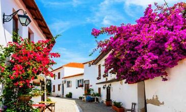 KARABURUN NERGİS ÇİÇEĞİ FESTİVALİ 