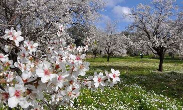 DATÇA BADEM ÇİÇEĞİ FESTİVALİ TURU