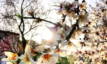 DATÇA BADEM ÇİÇEĞİ FESTİVALİ TURU