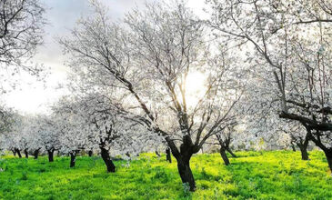 DATÇA BADEM ÇİÇEĞİ FESTİVALİ TURU